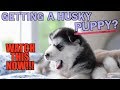 Getting A Husky Puppy? WATCH THIS FIRST!