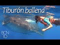 MÉXICO 3 - Nadamos con el tiburón ballena!!!!