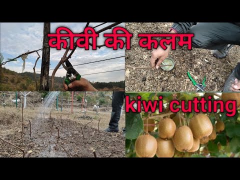 वीडियो: कीवी पौधे की छंटाई - कीवी बेल के पौधे को काटना सीखें