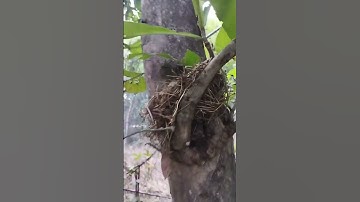 discovery of bird nest in teak tree #reels #viralvideos  #animals