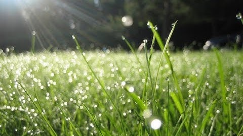 تلاوة سورة الفرقان للقارئ ياسر الشبرمي