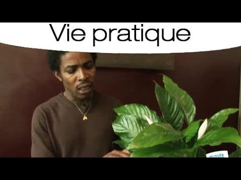 Faites briller vos plantes naturellement