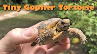 Tiny Gopher Tortoise