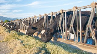 Russian Cow Farm 🐄 How Millions Of Cows Are Raised In Boxes | Beef Processing Factory #Farm #Cows
