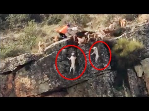 Cruel Hunters push their dogs to the edge of the cliff !
