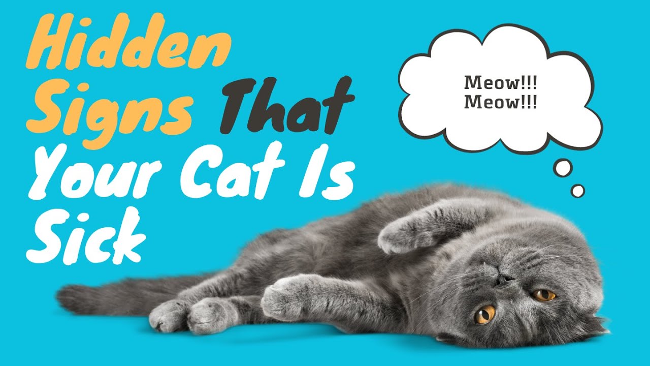 Sick Kitty Decoder Illuminating the Hidden Signs of Cat Illness" YouTube