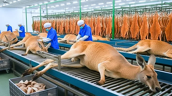 Inside the Kangaroo Leather Factory – How Kangaroo Skin Becomes Luxury Boots | Complete Process