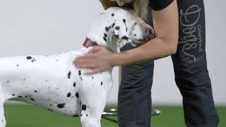 Foundation For Agility - FUN Online course by OneMind Dogs