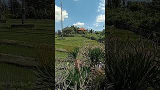 My Backyard Rice terrace DALUNG 🌾🌾#shortsvideo #bali