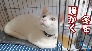 【ダイソーペット用品】猫ケージとダイソーのドーム型ベッド。500円であったかそうです。