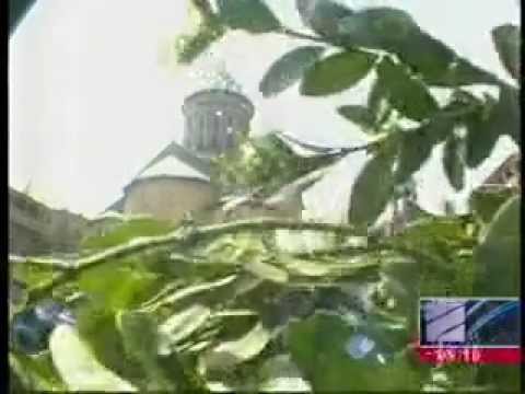 MOE: ბზობის დღესასწაულთან დაკავშირებით ბზის მოჭრაზე კონტროლი მკაცრდება