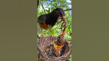 Not only is the great mother