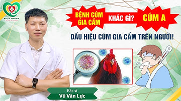 Bệnh cúm gia cầm khác gì cúm A? Những dấu hiệu phát hiện cúm gia cầm trên người!