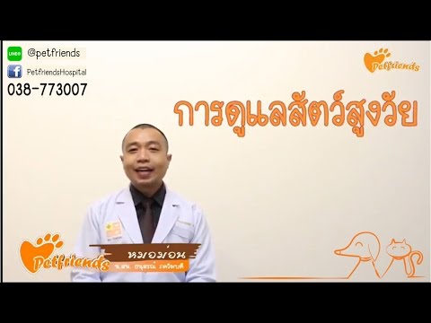 หมาแก่ แมวแก่ ดูแลยังไง By หมอม่อน