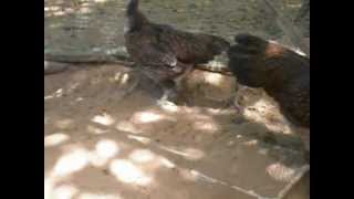 DSCN5275.AV..... mái xanh