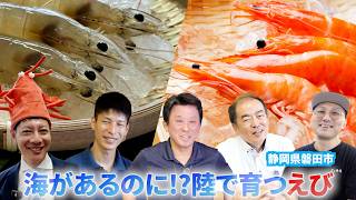 なぜ磐田で「えび」？ 国内最大級の陸上養殖から生まれる新たな特産品｜静岡県磐田市