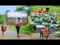 Single mother  harvesting melons holding children carrying a giant jar