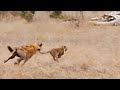 LEOPARD CUB RUNS FOR ITS LIFE FROM HYENA