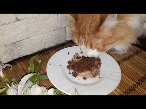Корм для кошек Prime Ever Delicacy Мусс из тунца с кусочками тунца и креветками (2А)