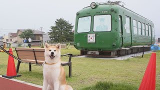 「青ガエル」秋田に到着  ハチ公の縁、渋谷駅前から