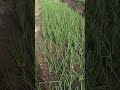 TANAMAN BAWANG HASIL APLIKASI BIOBOOST