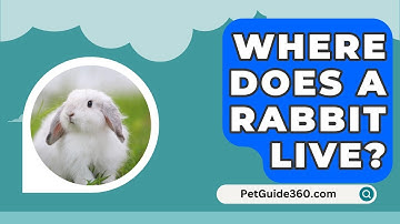Where Does A Rabbit Live? - PetGuide360.com
