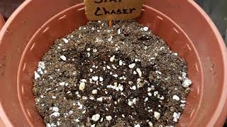 My seedlings done hatched 🌱 all but 1