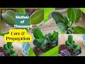 Watch mother of thousands multiply with these easy steps easy care tips for rapid propagation