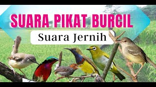 Suara pikat burung kecil anti zong