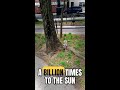 The Hidden Fungal Web Beneath Earth That Could Stretch to the Sun a Billion Times #Shorts