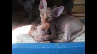 Новый способ! Как нужно чистить уши. Чистим уши! Новый способ! Как нужно чистить уши. Чистим уши!