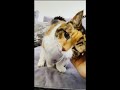 Old Cat Was Inseparable From Her Dad For 23 Years