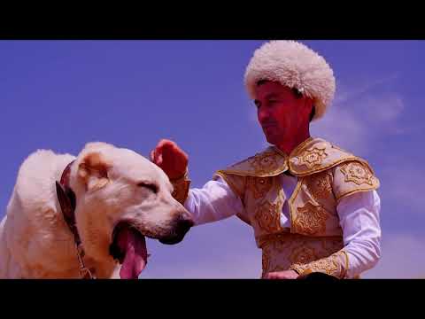 فيديو: كلب الراعي لآسيا الوسطى في المنزل