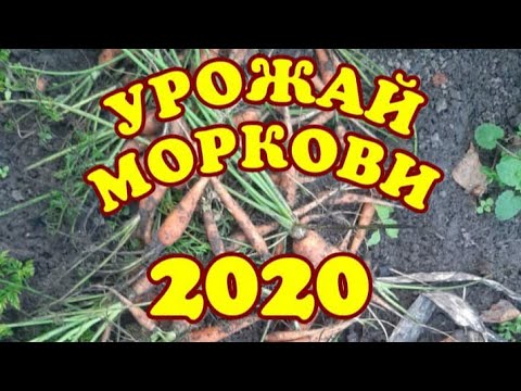 Урожай моркови 2020г.