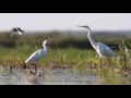 Little egret - Czapla nadobna Egretta garzetta