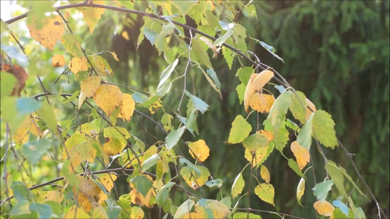 русские березы. слезы берез песня. гифки березы. плачущая береза. слезы берез песня.