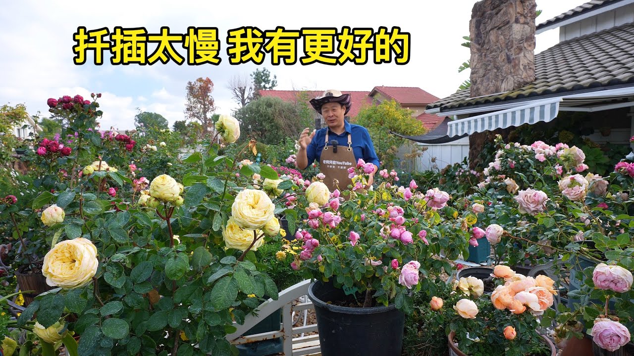 不用扦插繁殖，开春就繁花似锦，前提是…园艺篇675