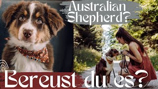 Erster eigener Hund ein Australian Shepherd?! Welpenzeit, Pubertät, Auslastung...  Meine Erfahrung