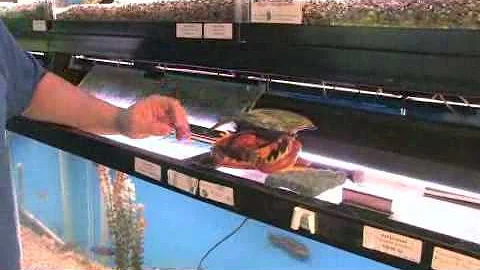 How to Clean Fish Tank Ornaments