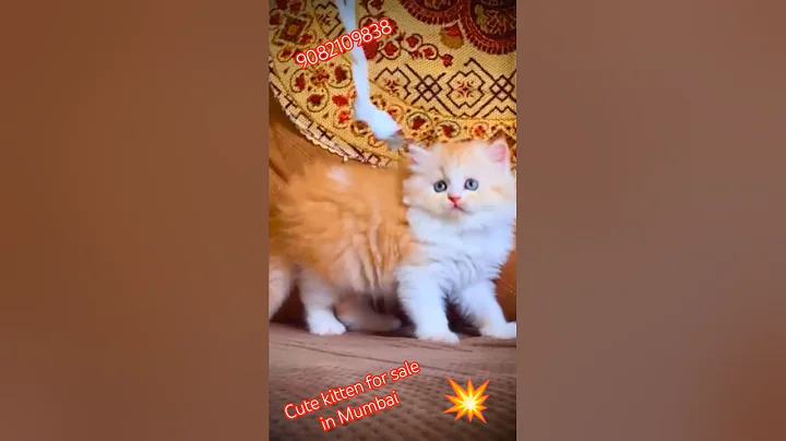 Video 11334421: persian cat kitten pet, persian cute kitten pets, persian cats funnycats