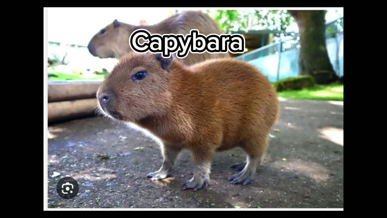 CappyBara YouTube