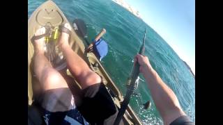 25kg samsonfish from a kayak