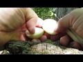 Eating a mayapple july 15th 2017 bushcraft survivalwild edible