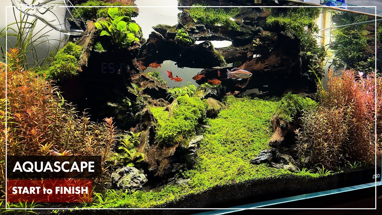 90cm水景 立ち上げから完成まで /aquarium/aquascape/90cm/vlog/