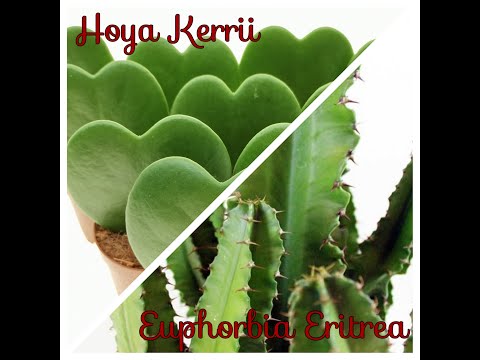 Video: La Multiforme E Leggendaria Euphorbia