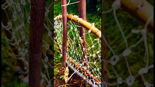 5 Jungle Bird Traps: Complex to Simple Designs