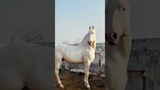 #GoodHorse #LoveHorses #HorseLoveSpirit
