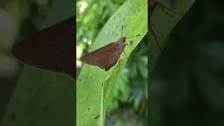 Miami Insect Skipper Moth