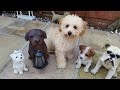 Beau - Bichon x Poodle Puppy - 2 Week Residential Dog Training Beau - Bichon x Poodle Puppy - 2 Week Residential Dog Training