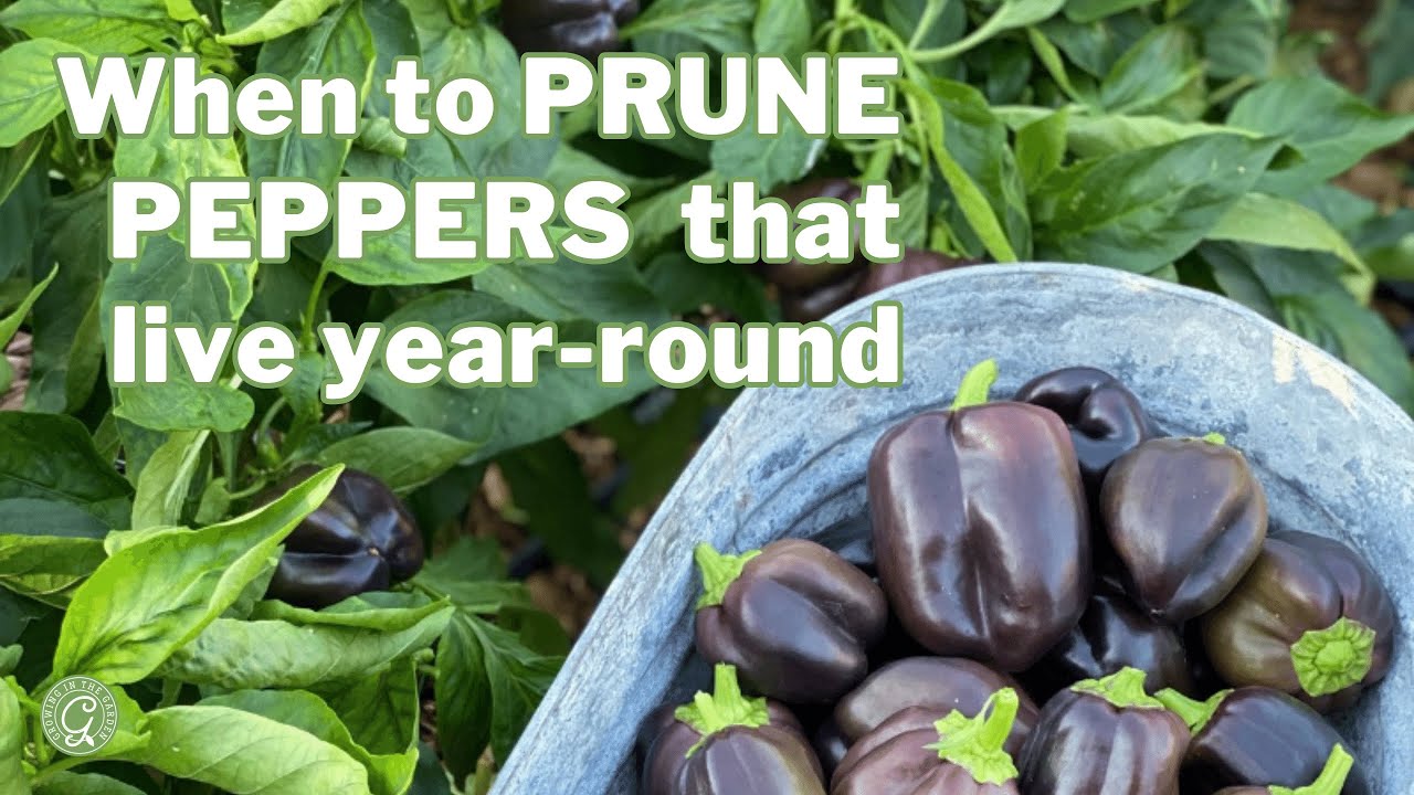 Pruning Peppers 101: The Best Time to Trim Your Year-Round Plants